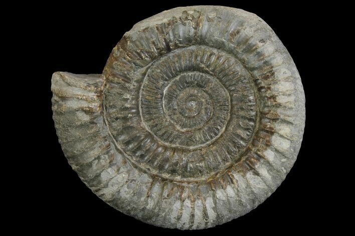 Ammonite (Dactylioceras) Fossil - England #149799